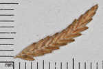 Fern flatsedge